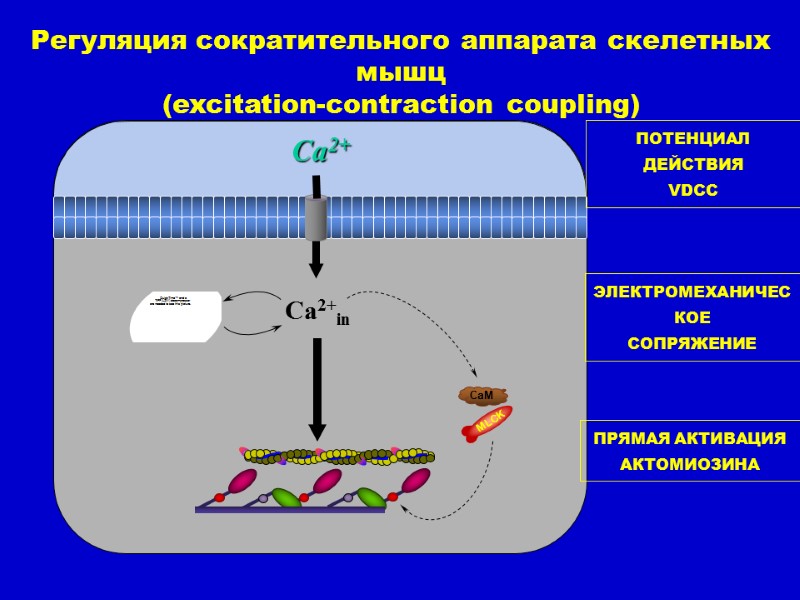 Регуляция сократительного аппарата скелетных мышц (excitation-contraction coupling) Са2+in ПОТЕНЦИАЛ ДЕЙСТВИЯ VDCC ЭЛЕКТРОМЕХАНИЧЕСКОЕ  СОПРЯЖЕНИЕ